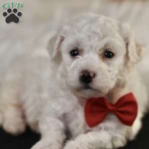 Bobby, Bichon Frise Puppy